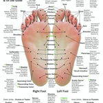 Hand & Foot Reflexology Cardstock 8.5x11 - Oil Life