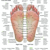 Hand & Foot Reflexology Cardstock 8.5x11 - Oil Life