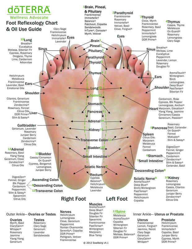 Hand & Foot Reflexology Cardstock 8.5x11 - Oil Life