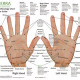 Hand & Foot Reflexology Cardstock 8.5x11 - Oil Life