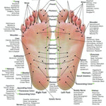 Hand & Foot Reflexology on Cardstock: 8.5x5.5 Sheet - Oil Life