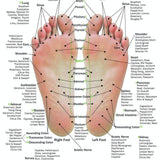 Hand & Foot Reflexology on Cardstock: 8.5x5.5 Sheet - Oil Life