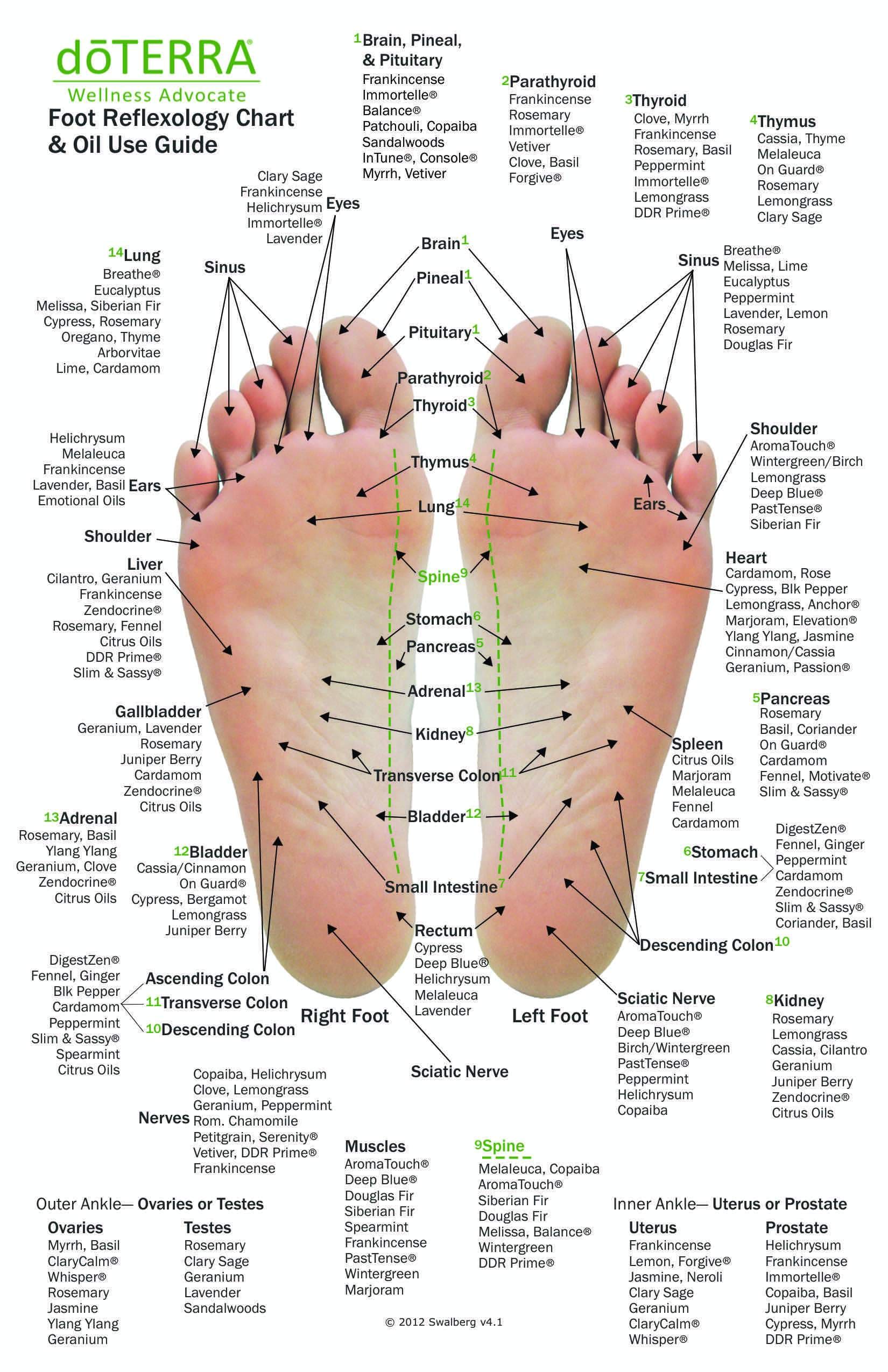 Hand & Foot Reflexology on Cardstock: 8.5x5.5 Sheet - Oil Life