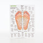 Hand & Foot Reflexology Cardstock 8.5x11 - Oil Life