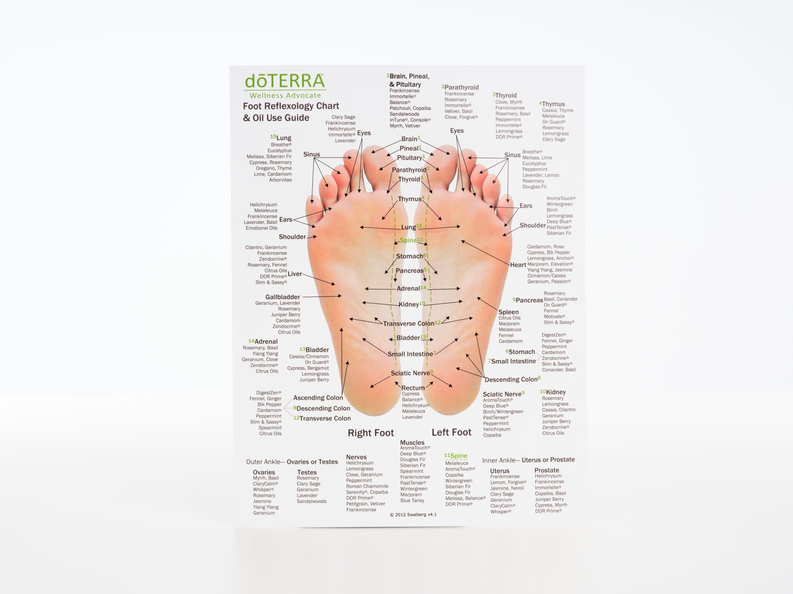 Hand & Foot Reflexology Cardstock 8.5x11 - Oil Life