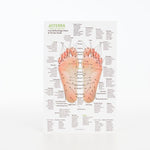 Hand & Foot Reflexology on Cardstock: 8.5x5.5 Sheet - Oil Life