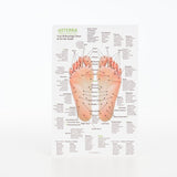 Hand & Foot Reflexology on Cardstock: 8.5x5.5 Sheet - Oil Life