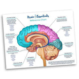 Brain Essentials Reference Chart