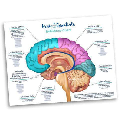 Brain Essentials Reference Chart
